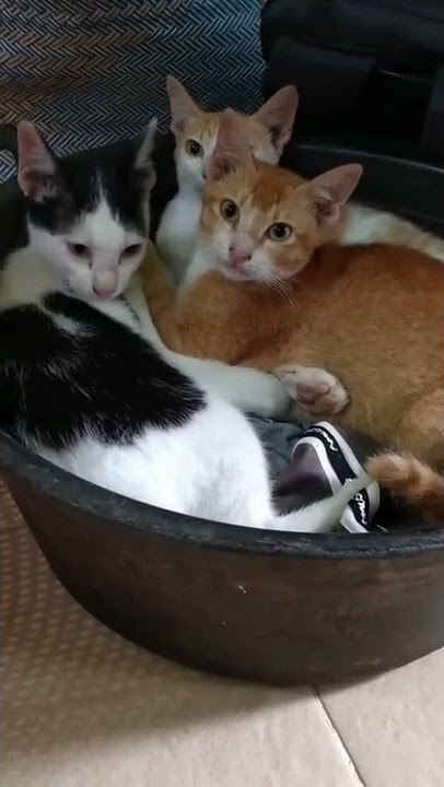 Tiga Bersaudara-Kucing Kesayangan