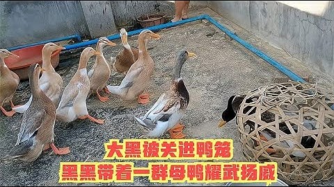 大黑被关进鸭笼，黑黑带着一群母鸭耀武扬威，这些都是鸭的老婆哦