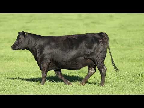 LOTE 53   TE764 ESCANDINAVA ANGUS DA LIMEIRA