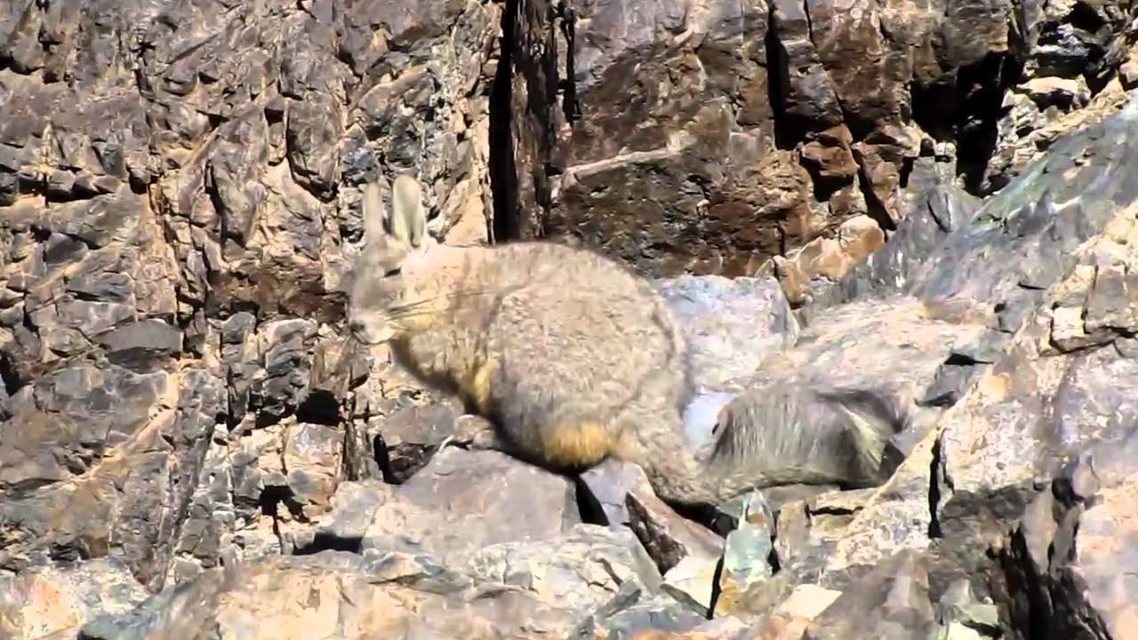 Viscacha (Lagidium viscacia)
