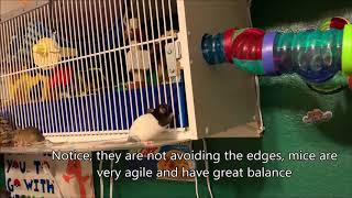 Mouse Behavior on Clear Ledge