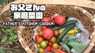 【ルンルンの裏庭】お父さんの家庭菜園：日々の収穫と新しく植えたもの