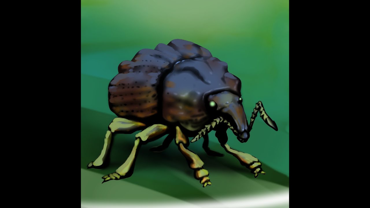 2 Premnotrypes vorax