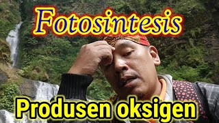Terjadinya proses fotosintesis pada tumbuhan hijau, di hutan paru-paru dunia