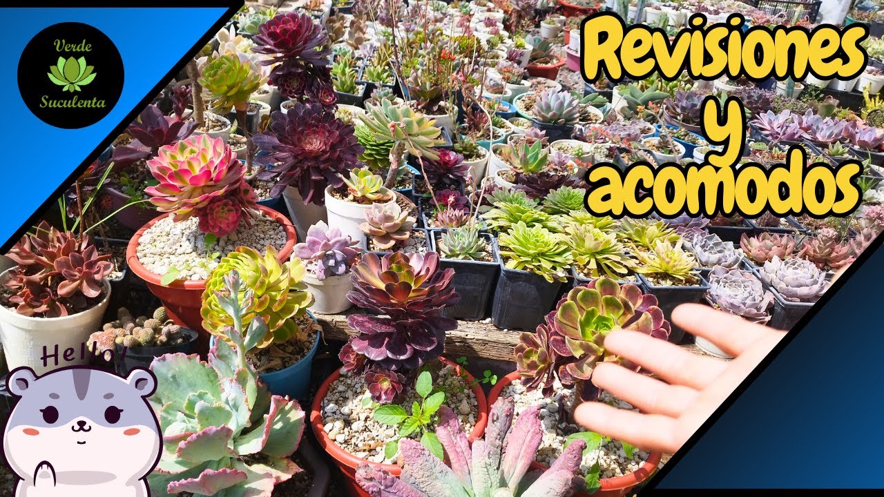 Checando y reacomodando las plantitas del jardín para que agarren buen color.