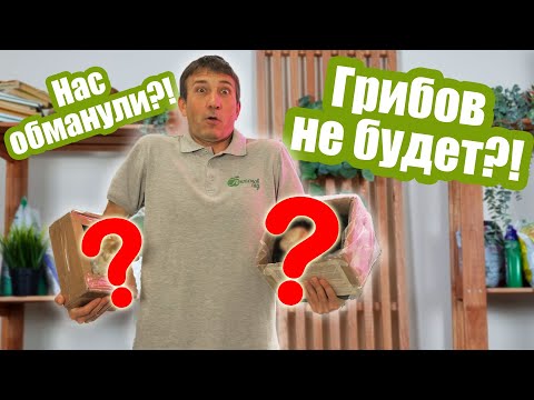 Проверяем наборы для выращивания грибов! Что получилось вырастить?!