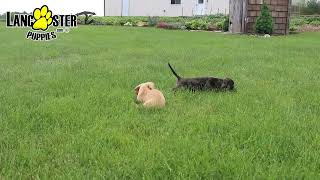 Precious Miniature Dachshund Puppies