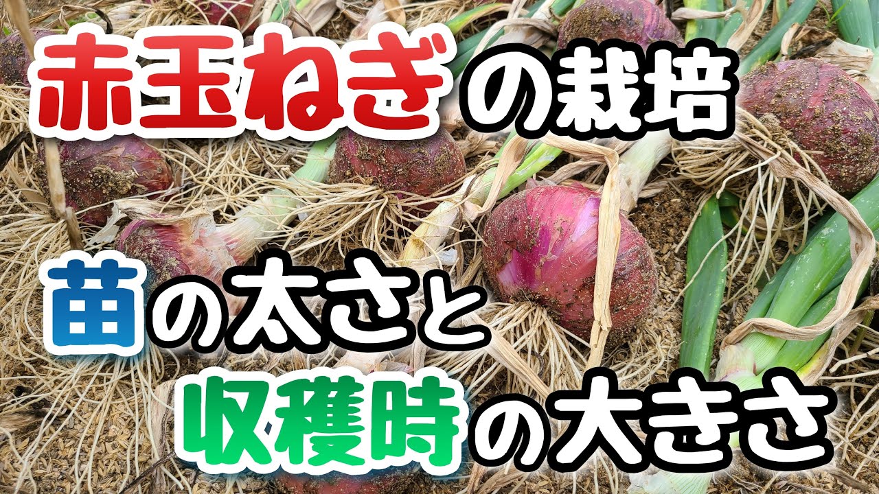 赤玉ねぎ(猩々赤)】最適な種まき時期が分かりました！ - YouTube