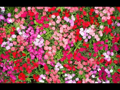 Video: Dianthus có độc với mèo không?