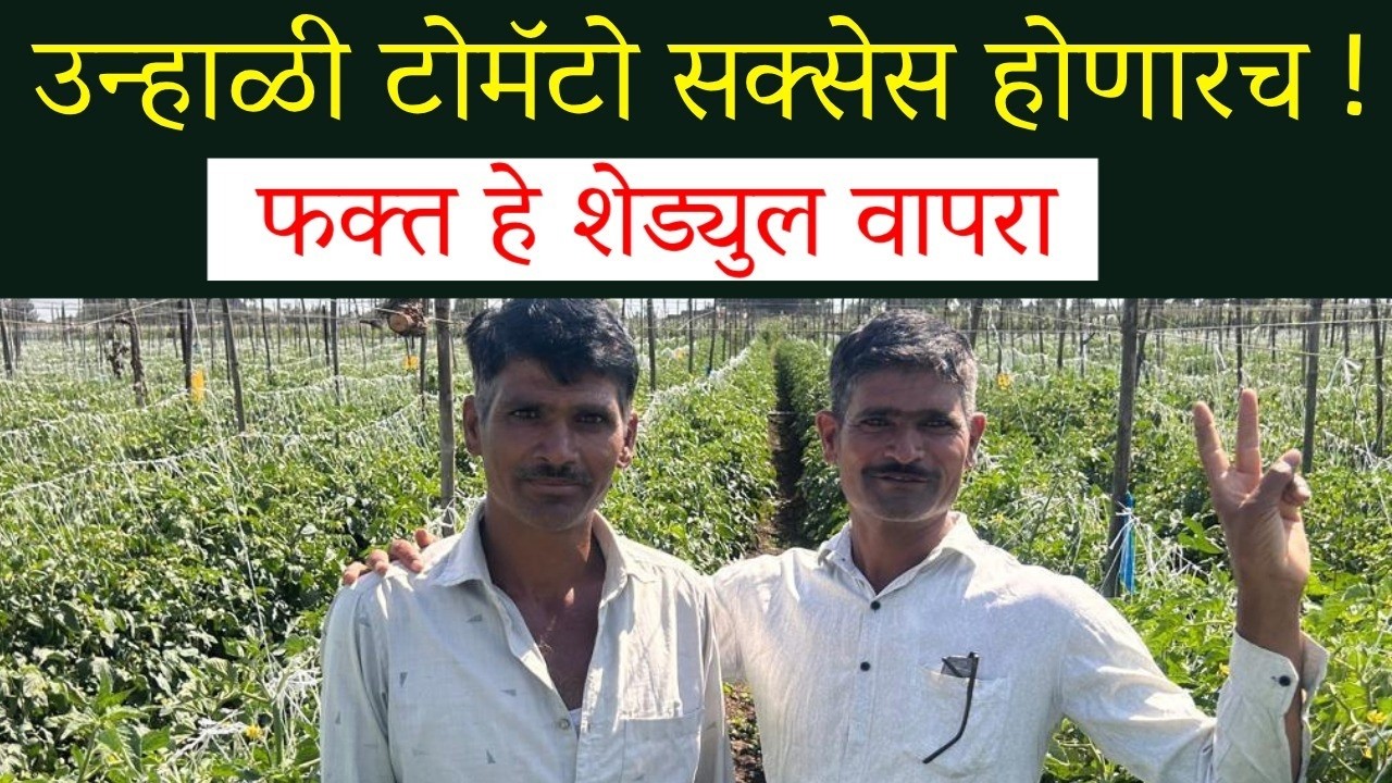 🍅उन्हाळी टोमॅटो सक्सेस होण्यासाठी शेड्युल वापरून समाधानी शेतकरी | Doctor Agriwala 🍅