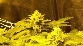 2000watt flower tent update...