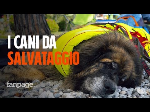 Video: Studenti Con Bisogni Speciali Abbinati A Cani Da Soccorso Addestrati Per Essere Animali Di Servizio