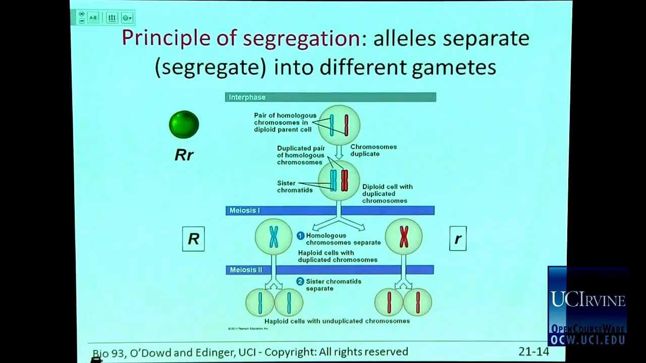 Bio Sci 93: DNA to Organisms. Lec.21: Simple Mendelian free courses offered by tesda