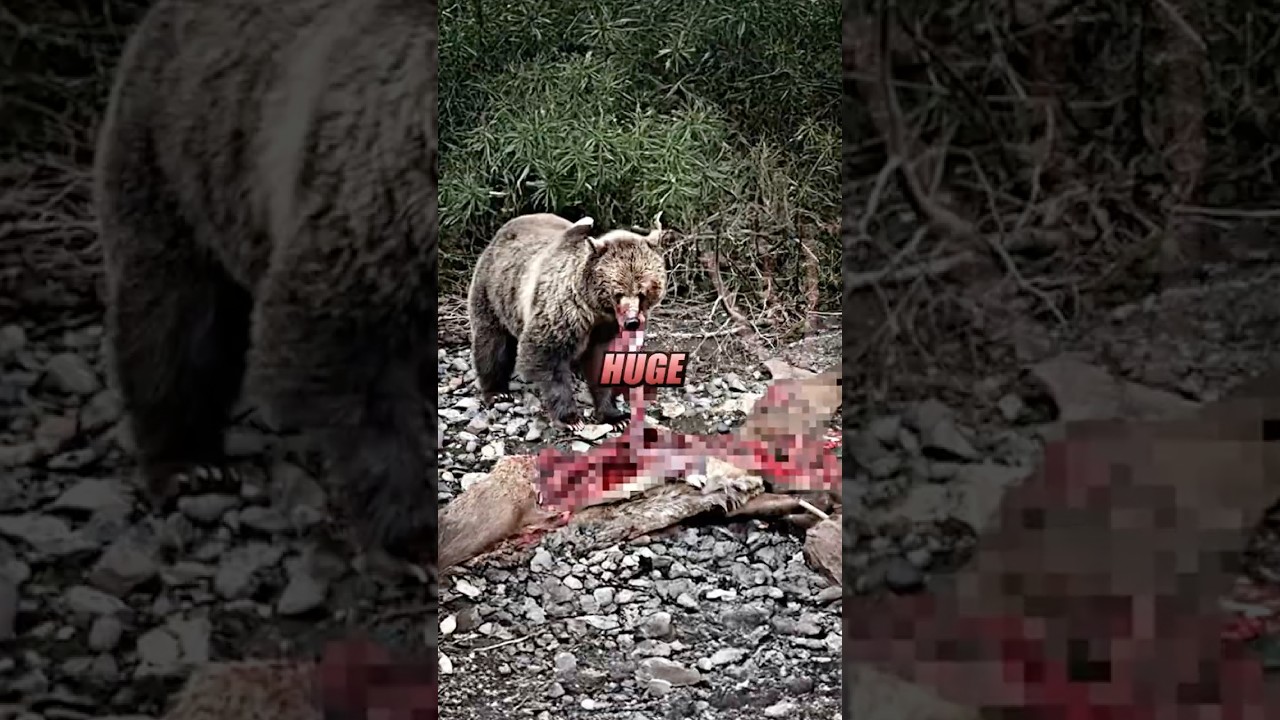 Медведь против гориллы… 😳 при участии Джо Рогана