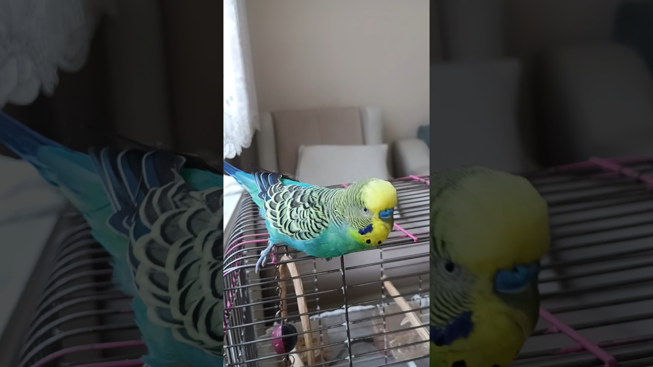 Balım Yine Bildigimiz Gibi 😂🧿 #birds #parrot #vogel #budgies #muhabbetkuşu #parakeet #cute
