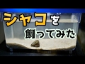 【アクアリウム】わざわざサブ水槽を立ち上げたよ。シャコの為に。