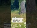 White Rock eaglets enter the fledging stage