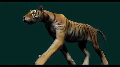 tiger locomotion