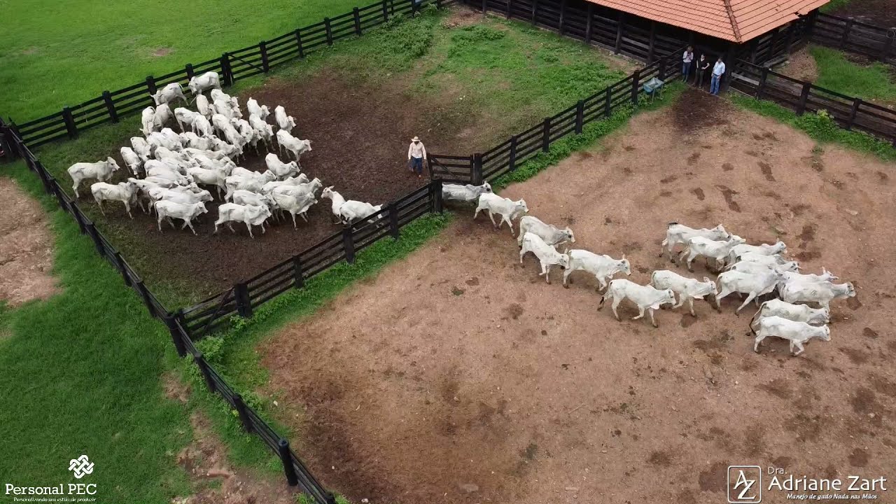 Manejo de garrotes Nelore no curral
