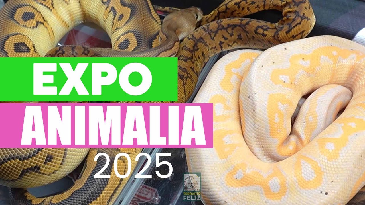 ¡INCREIBLES BOAS, PITONES Y ACCESORIOS PARA REPTILES EN EXPO ANIMALIA 2025! - EL Terrario Feliz