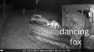 dancing fox, trail cam
