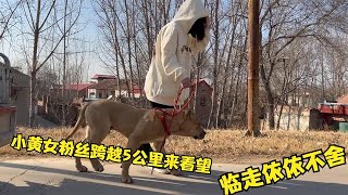 杀人犬小黄各方面堪称一绝，女粉丝跨越5公里看望，看阳仔啥态度