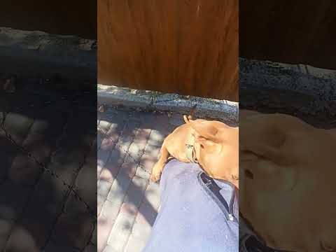 #лучшее #puppy #шуточное #смешновидео #позитив #funny #друзья #собака #природа #животные