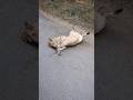 Cute lion playing like a cat #animals #animalcare #animallover #lion