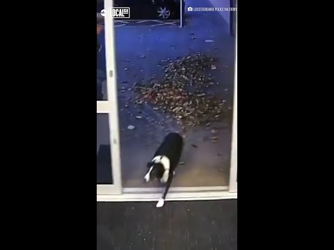 Lost dog turns herself in at police station