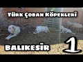 TÜRK ÇOBAN KÖPEKLERİ TURU BALIKESİR #1