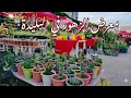 الربيع في مدينة الورود جولة مذهلة في معرض زهور البليدة 