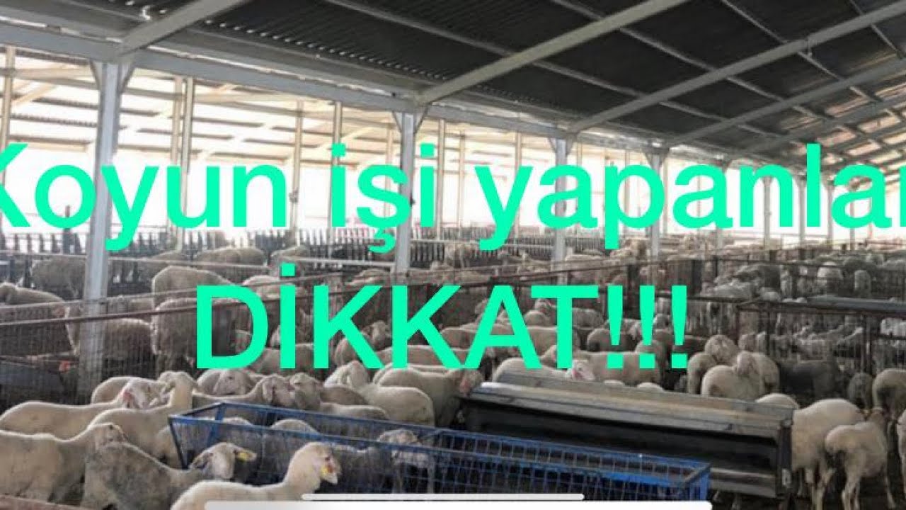 Süt koyunculuğu işi yapmak isteyenler DİKKAT etmesi gereken hususlar...