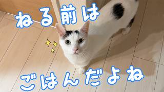 最近の寝る時間の猫たちはこんな感じです！