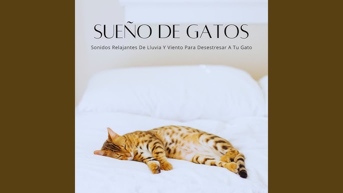 Juguetes 4 Gatos 