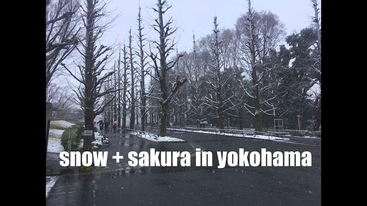 It snowed when the cherry blossoms were blooming / Japan / March 2018