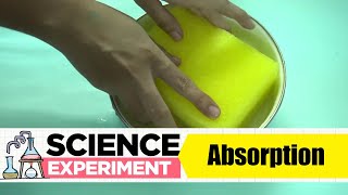 Famous Absorption Experiment | Science Experiment -42 | Easy Chemistry Experiments Wealth