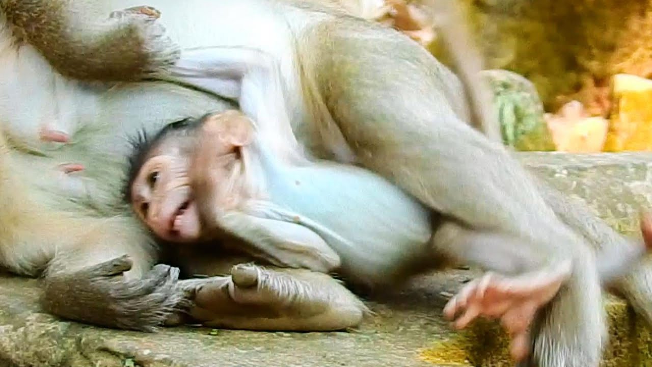 Nanda monkey's bad movement happens to Baby Pippa when Monkey Piper does not take care of the baby