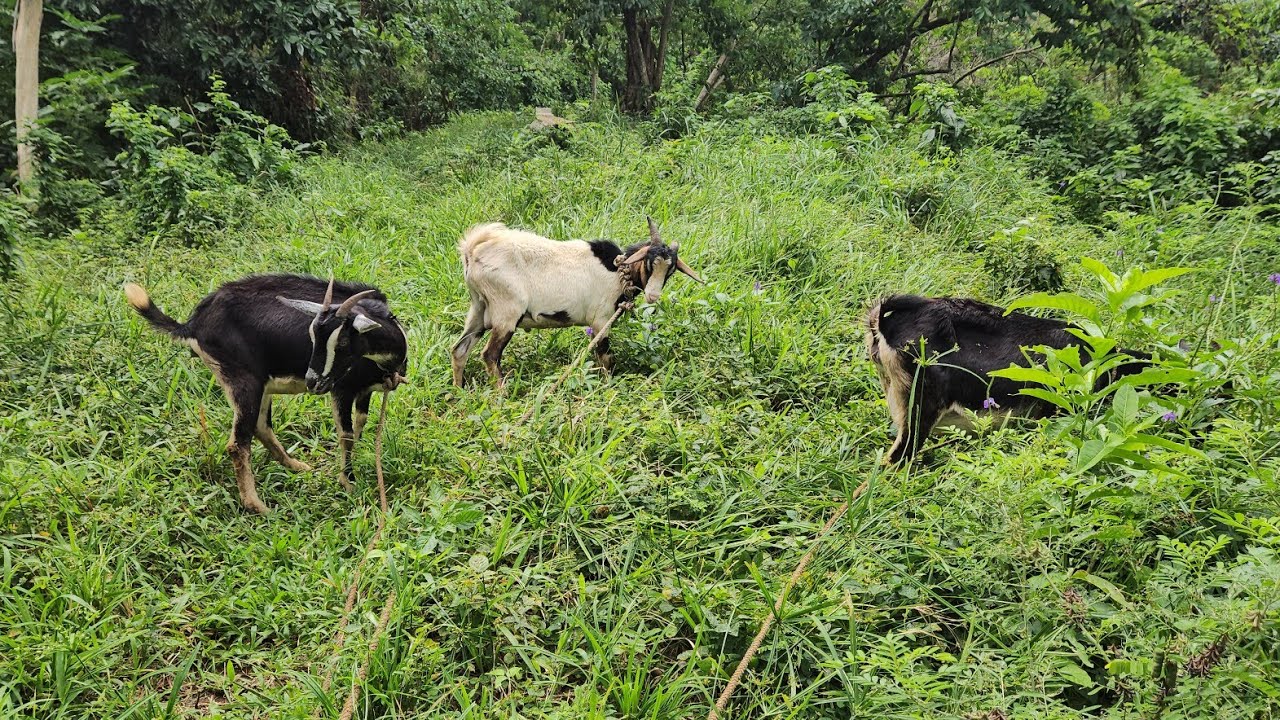 MY  Animals  bring   me  so  much  Joy  😊❤️