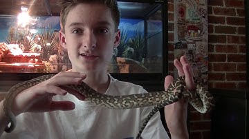 How To Handle Cage Defensive Snakes (Bredli Python)
