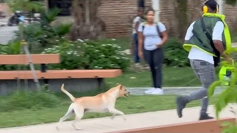 Lo mejor de pelucas voladoras 🤣