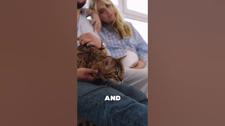 Video 8415431: bengal litter, best bengal cat