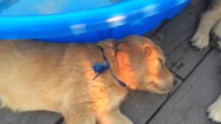 Relaxing With Pups by Ellen Welk 539 views 8 years ago 2 minutes, 47 seconds