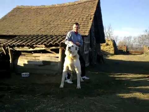 Video: Srednjoazijski Ovčar Kod Kuće