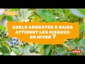 Quels arbustes  baies attirent les oiseaux en hiver 