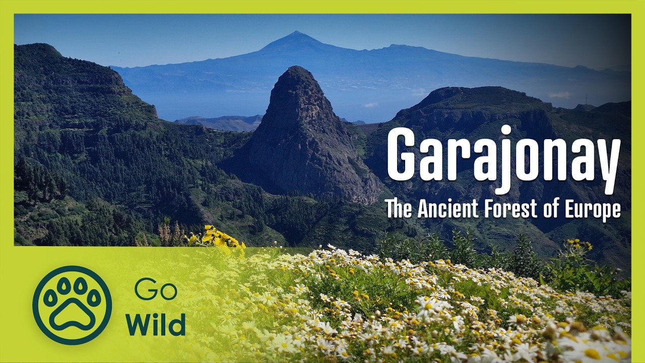 Garajonay: The Ancient Forest of Europe