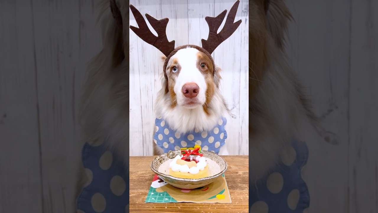 クリスマスケーキを頬張る犬が可愛すぎる😂🎄【オーストラリアン