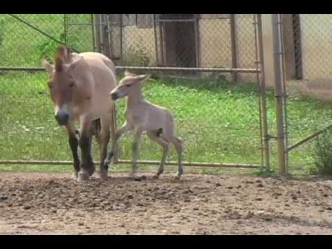 Video: Pet Scoop: Cheetah Cub Baby Boom presso Smithsonian, Famed Talking Husky Dies at 14