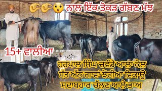 3 April 2026 ਫੋਨ 99145-94925👈7-8 ਝੋਟੀਆ ਵਿਕਾਊ ਹਰਪਾਲ ਸਿੰਘ ਸਰਪੰਚ ਪਿੰਡ ਬੁਹਤ ਦੁੱਧ ਵਾਲੀਆ ਵਿਕਾਊ ਝੋਟੀਆ 