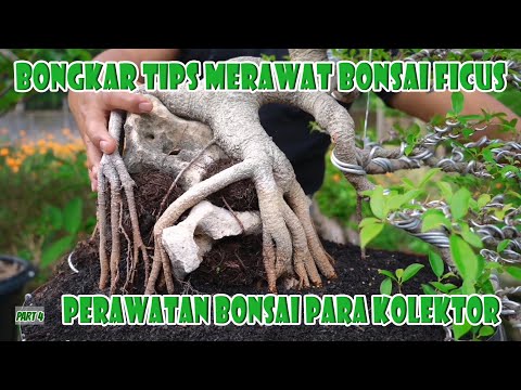 Video: Rahasia Merawat Ficus