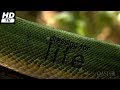 Amprods - Historias Naturales  -05-  Asearse para Vivir  2013  Documental  HD  720p